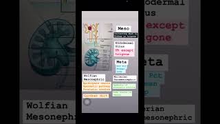 Embryology renal system usmlestep neetpgpreperation anatomy medicalstudent inicet usmlestep [upl. by Yenduhc]