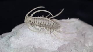 Insane Boedaspis Trilobite From FossilEracom [upl. by Dnalrag374]