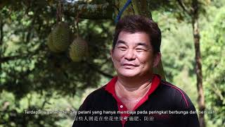 Durian Fertiliser Program  EP2  We Farm We Care [upl. by Mommy]