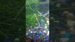 where are they fishtales trending aquaticpets fish funny shorts fishfry donteatthat [upl. by Foote]