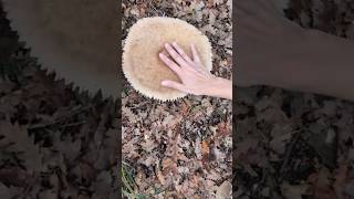 Big Macrolepiota procera  Il fungo capezzolo funghi mushroom [upl. by Socha20]