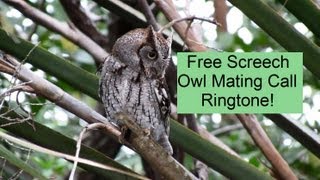 Eastern Screech Owl Mating Call Ringtone Download [upl. by Sherrard]