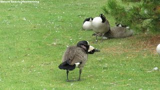 Canada Goose scratching its neck [upl. by Aicirtap347]