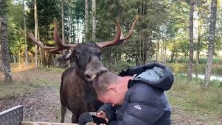 Daily life in Skullaryd moosepark [upl. by Aenitsirhc]