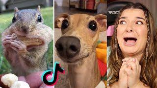 ANIMAIS FOFOS E ENGRAÇADOS DO TIK TOK [upl. by Ribaudo694]