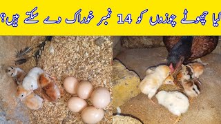 Can Baby Chicks Eat Grower Feed [upl. by Revert611]