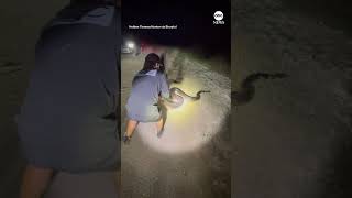 Massive Burmese python captured in Florida [upl. by Fields330]