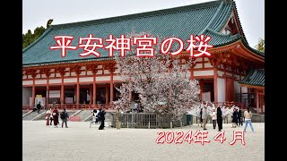 平安神宮の桜 2024年4月 [upl. by Sello]