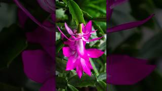 Schlumbergera Truncata Christmas Cacti Blooms shorts SchlumbergeraTruncata PlantsWorld [upl. by Haberman]