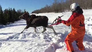 Dr Michelle Oakley on Moose Winter Tick Research 1 [upl. by Uaeb161]