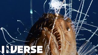 First footage ever of deepsea anglerfish mating  Inverse [upl. by Zena]