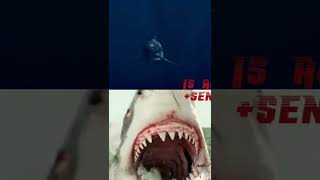 Cretoxyrhina Vs Great White Shark Shorts Sharks Ocean Prehistoric [upl. by Mindy380]