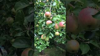 appletree 1of3 the biggest one in the garden 🍎 fruittree [upl. by Kehoe942]