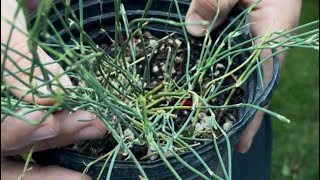 Ephedra sinica 101 the complete tutorial for growing and how it has been used [upl. by Isla]