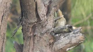 Eurasian wryneck Jynx torquila vasai maharashtra Oct 24 [upl. by Eremahs]