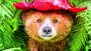 PADDINGTON AVENTURA EN LA SELVA Tráiler 2025 [upl. by Eidurt]