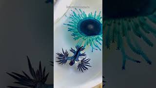 Blue Dragon Sea Slug Is TOXIC  Glaucus Atlanticus shorts [upl. by Nilsoj]