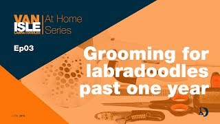 How to Groom your Labradoodle over 1 year  At Home Series Ep03 [upl. by Aniehs]