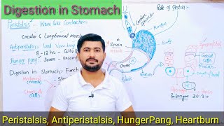 Digestion in Stomach  Peristalsis antiperistalsis Hunger Pang Fsc Biology [upl. by Aysan]