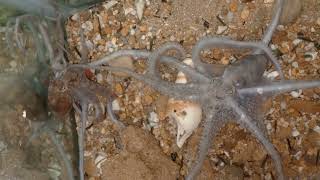 Octopus Mating in Captivity  A Rare Insight [upl. by Leary]