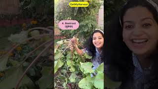 10 Vegetables to grow in shade  सब्जियाँ जो छाया में उगती हैं shorts [upl. by Aidni706]