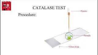 Catalase test  Explained in Urdu [upl. by Ariaic]