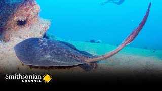 The Stinger on This Sting Ray Can Easily Kill You  Smithsonian Channel [upl. by Emmy]