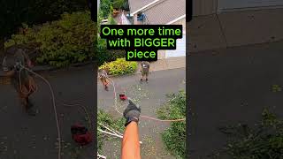 Pro Tips  Advanced Tree Trimming arborist treeservice [upl. by Katharine]