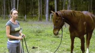 Natural Horsemanship Basics [upl. by Mordy]