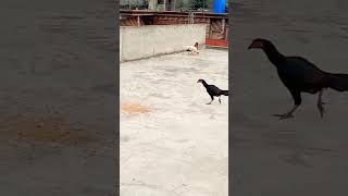 PIGEONS flight and hen eats shorts [upl. by Winstonn]