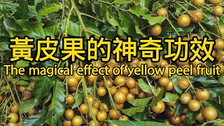 黄皮果的功效与作用 The magical effect of yellow peel fruit [upl. by Alvira]