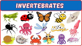 Invertebrates  Learn About Invertebrates  Incredible Invertebrates  Invertebrates name for kids [upl. by Patricio258]