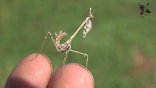 Empusa fasciata  Peygamber devesi Böceği [upl. by Bresee]