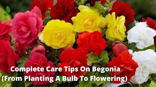 How To Grow BegoniaFull update video from Planting A Bulb To Flowering  How To Care For Begonia [upl. by Xet772]