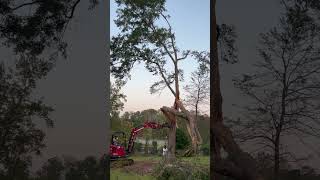 Storm damage ￼take down In South Carolina [upl. by Kong]