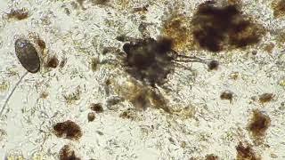 Ear mites  otodectes cyanotis [upl. by Amil]