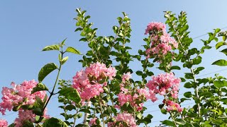 How to Grow and care lagerstroemia plant [upl. by Anneirb]