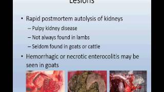 Enterotoxemia Clostridium perfringens in sheepgoatcalves [upl. by Enila445]