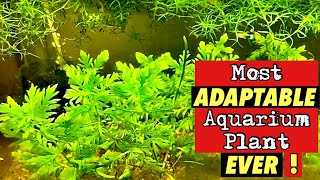 Water Wisteria Hygrophila difformis how to grow and WHY its the MOST ADAPTABLE Aquarium Plant EVER [upl. by Donela226]