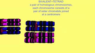 BIVALENTS TETRADS CHROMOSOMES CHROMATIDS [upl. by Pietrek]