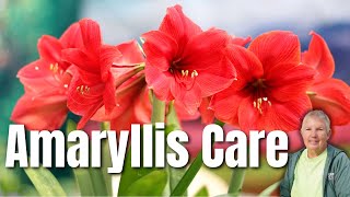 Your Complete Guide to Amaryllis Care [upl. by Dhumma]