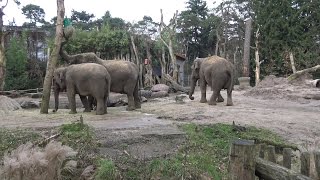 Dierenpark Amersfoort 4 Maart 2017  De Kabouterhut  4K [upl. by Niroht]