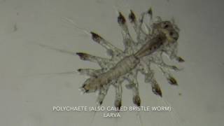 Zooplankton video 2 2017 [upl. by Esya]