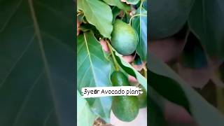 avocado avocadofarming avocadotoast superfruit rooftopgarden terracegarden viral plants uk [upl. by Joyann]