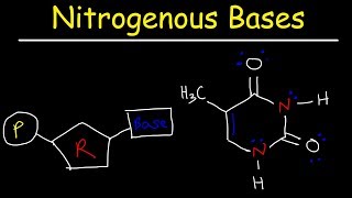 Nucleosides vs Nucleotides Purines vs Pyrimidines  Nitrogenous Bases  DNA amp RNA [upl. by Yramanna436]