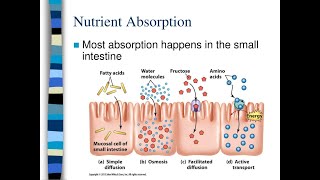 Factors that may Impact or Affect Nutrient Absorption and Bioavailability in the Human Body [upl. by Charita315]