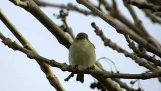 Tjiftjaf zang Chiffchaff song [upl. by Nrevel2]