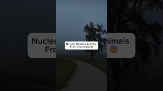 Nuclear Mutated Animals From Chernobyl shorts scary shortsfeed youtubeshorts [upl. by Auqeenahs]