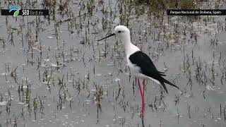 Cigüeñuela común quotHimantopus himantopusquot [upl. by Secunda]