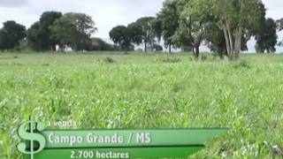 FAZENDA À VENDA EM CAMPO GRANDE  MS COM 2700 HECTARES [upl. by Gav]